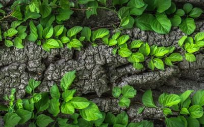 Andalucía promoverá la contratación pública verde en su nueva Ley sobre cambio climático