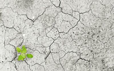 Luchar contra el cambio climático desde el Ayuntamiento de Madrid
