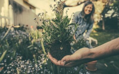Incorporación de productos ecológicos y locales en los pliegos de contratación pública