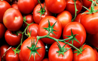 La transparencia del tomate. Capítulo 2